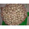 Fresh Normal White Garlic 4.5cm